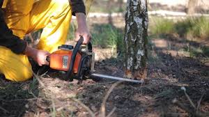 Best Arborist Consultation Services  in Eloy, AZ